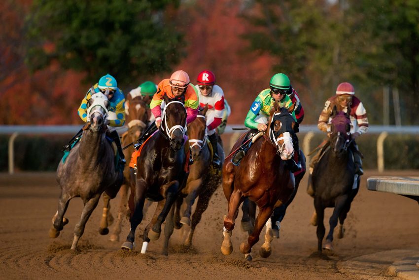 Thoroughbred horses racing in the Kentucky bluegrass